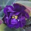 Purple African Violet 1 Purple African Violet -Annual Plants Popular Shop purple african violet houseplant 526 detail