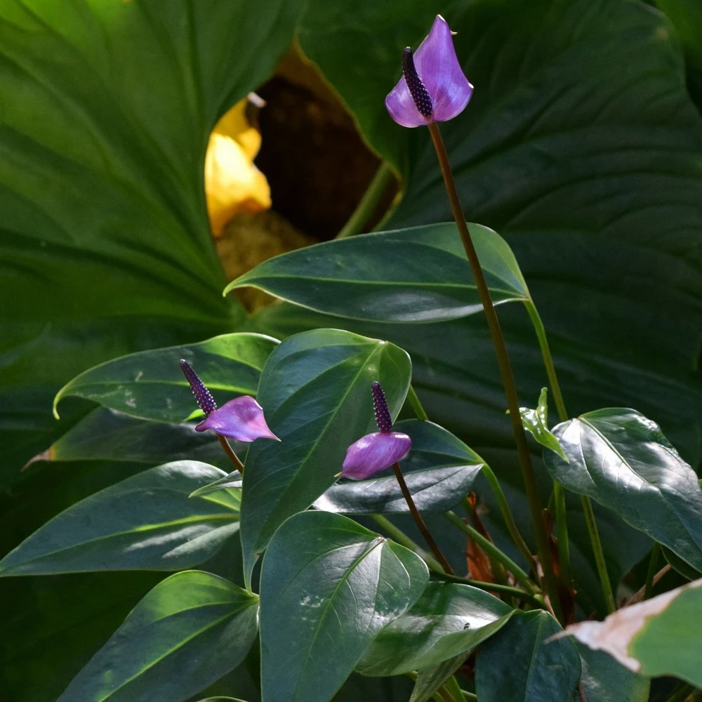 Purple Anthurium 3 Purple Anthurium