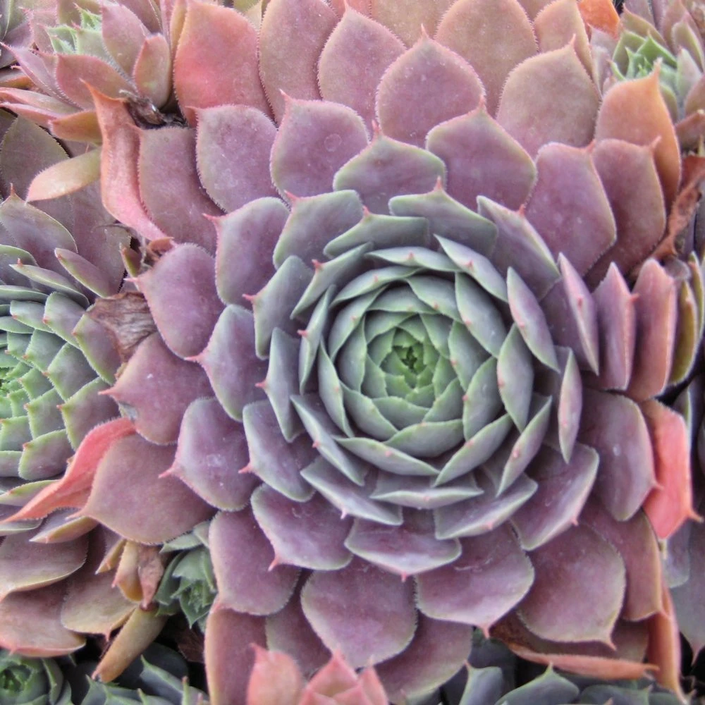 Purple Beauty Sempervivum (Hens And Chicks) 3 Purple Beauty Sempervivum (Hens And Chicks)