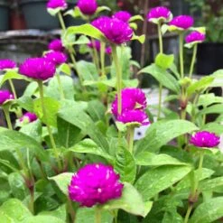 Purple Buddy Gomphrena Plant