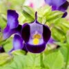 Purple Moon Torenia -Annual Plants Popular Shop purple moon wishbone flower torenia plant 2123 detail