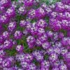 Purple Stream™ Lobularia Plant 1 Purple Stream™ Lobularia Plant -Annual Plants Popular Shop purple stream lobularia plant 647 detail