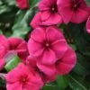 Quasar Raspberry Target Catharanthus -Annual Plants Popular Shop quasar raspberry target vinca plant 2114 detail