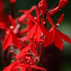 Queen Victoria Lobelia