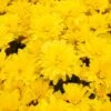 Radiant Igloo Perennial Mum Plant 1 Radiant Igloo Perennial Mum Plant -Annual Plants Popular Shop radiant igloo perennial mum plant 385 general