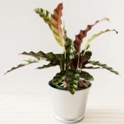 Calathea Lancifolia