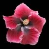 Red Planet Cajun Hibiscus -Annual Plants Popular Shop red planet cajun hibiscus plant 1043 detail