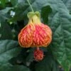 Red Tiger Abutilon -Annual Plants Popular Shop red tiger abutilon plant 1685 detail
