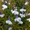 Regatta Trailing Blue Splash Lobelia -Annual Plants Popular Shop regatta trailing blue splash lobelia plant 815 detail