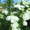 Regatta Trailing White Lobelia -Annual Plants Popular Shop regatta trailing white lobelia plant 1216 detail