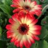 Revolution™ Bicolor Red Lemon Gerbera 1 Revolution™ Bicolor Red Lemon Gerbera -Annual Plants Popular Shop revolution bicolor red lemon gerbera 268 detail