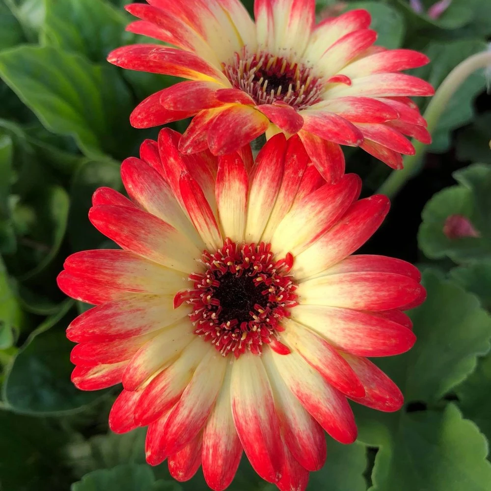 Revolution™ Bicolor Red Lemon Gerbera 3 Revolution™ Bicolor Red Lemon Gerbera