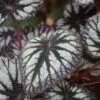 Fireworks Rex Begonia Plant -Annual Plants Popular Shop rex begonia plant 1689 detail