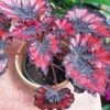 Harmony's Red Robin Rex Begonia Plant 1 Harmony's Red Robin Rex Begonia Plant -Annual Plants Popular Shop rex begonia red robin plant 518 detail