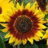 Ring Of Fire Sunflower 1 Ring Of Fire Sunflower -Annual Plants Popular Shop ring of fire sunflower plant 2319 detail