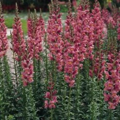 Rocket Rose Shades Snapdragon