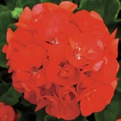 Rocky Mountain™ Orange Zonal Geranium Plant