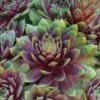 Ruby Heart Sempervivum (Hens And Chicks) -Annual Plants Popular Shop ruby heart sempervivum plant 662 detail