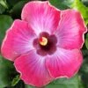 Rum Runner Cajun Hibiscus -Annual Plants Popular Shop rum runner cajun hibiscus plant 468 detail