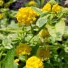 Samantha Lantana Plant -Annual Plants Popular Shop samantha lantana plant 225 detail