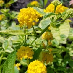 Samantha Lantana Plant