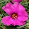 Samba Rose Portulaca (Moss Rose)