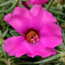 Samba Rose Portulaca (Moss Rose)