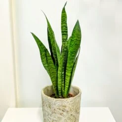 Sansevieria Zeylanica