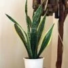 Sansevieria Laurentii -Annual Plants Popular Shop sansevieria laurentii snake plant 2257 detail