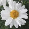Sassy White Argyranthemum 1 Sassy White Argyranthemum -Annual Plants Popular Shop sassy white argyranthemum plant 1701 detail