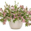 Whirlwind® Pink Scaevola 1 Whirlwind® Pink Scaevola -Annual Plants Popular Shop scaevola whirlwind pink plant 1788 detail