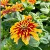 Swizzle Scarlet And Yellow Zinnia -Annual Plants Popular Shop scarlet and yellow swizzle zinnia plant 1313 detail