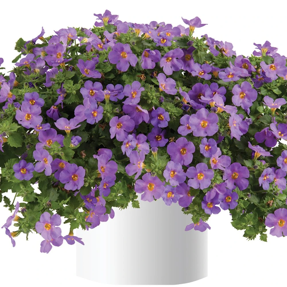 Great Purple Scopia Bacopa Plant 3 Great Purple Scopia Bacopa Plant