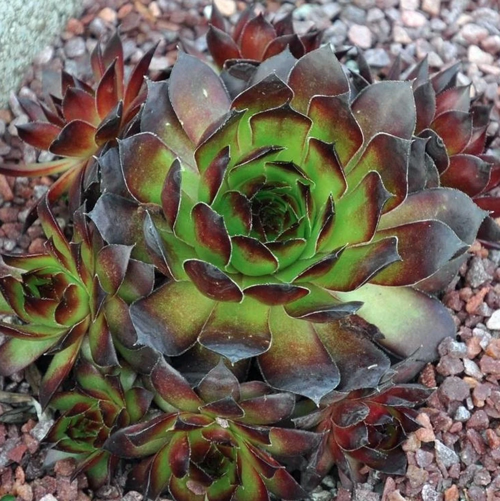 Black Sempervivum (Hens And Chicks) 3 Black Sempervivum (Hens And Chicks)