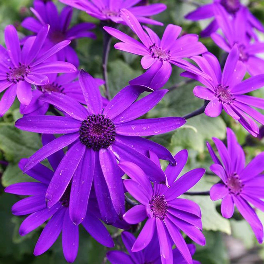 Senetti Deep Blue Pericallis 3 Senetti Deep Blue Pericallis