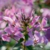 Senorita Rosalita® Cleome Plant (Spider Flower) -Annual Plants Popular Shop senorita rosalita cleome plant 505 detail