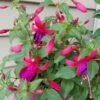 Shadow Dancers Marcia Fuchsia Plant 1 Shadow Dancers Marcia Fuchsia Plant -Annual Plants Popular Shop shadow dancers marcia fuchsia plant 1687 detail