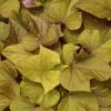 Sidekick™ Heart Bronze Ipomoea Plant 1 Sidekick™ Heart Bronze Ipomoea Plant -Annual Plants Popular Shop sidekick heart bronze ipomoea plant 651 detail