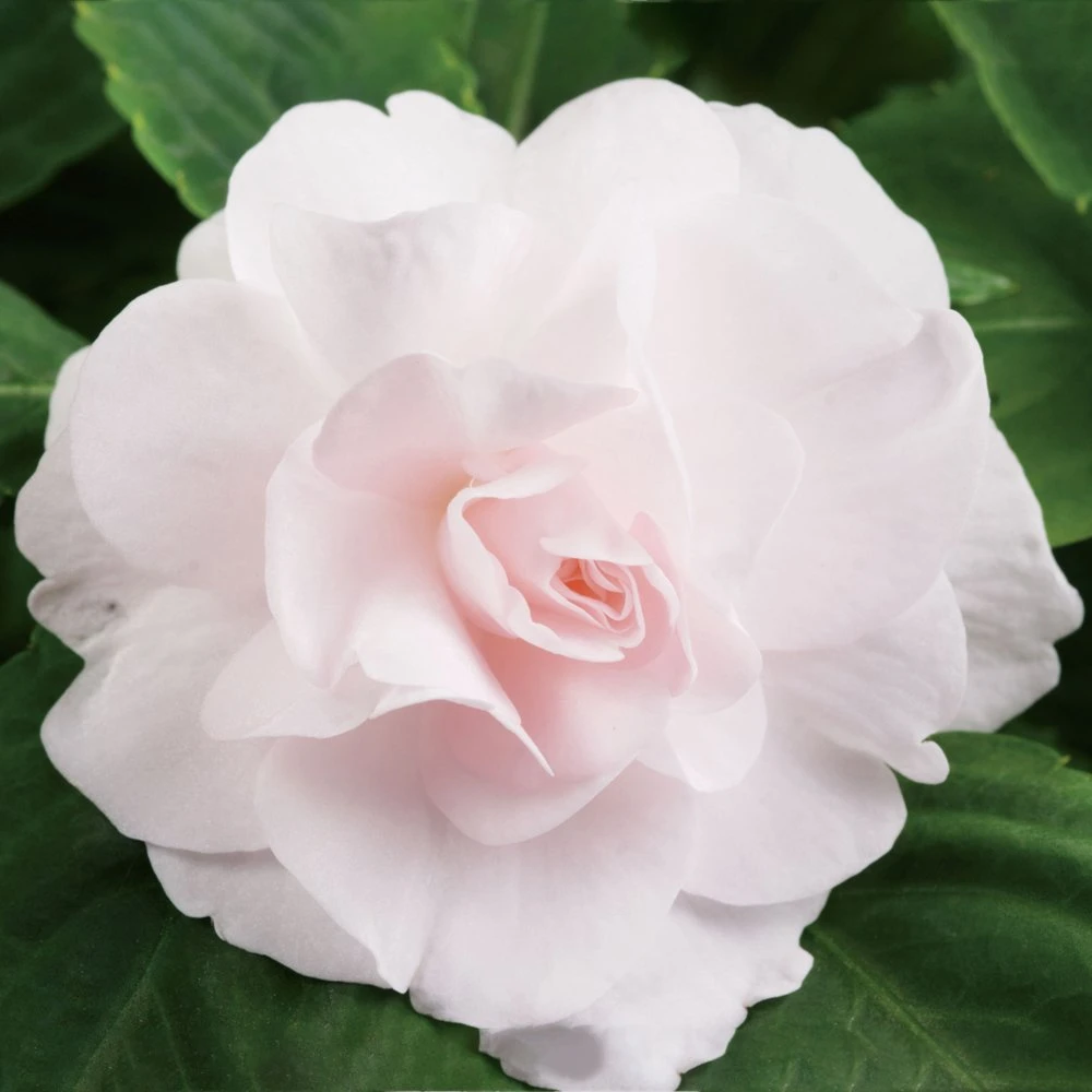 Silhouette® Appleblossom Double Impatiens Plant 3 Silhouette® Appleblossom Double Impatiens Plant