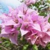 Silhouette Lilac Bougainvillea Plant 1 Silhouette Lilac Bougainvillea Plant -Annual Plants Popular Shop silhouette lavender bougainvillea plant 1 1885 detail