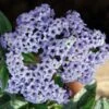 Silver Blue Marino Heliotrope Plant 1 Silver Blue Marino Heliotrope Plant -Annual Plants Popular Shop silver blue marino heliotrope 922 detail