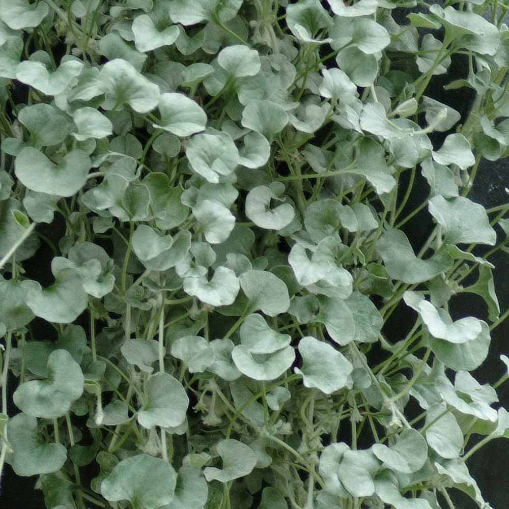Silver Falls Dichondra Plant 3 Silver Falls Dichondra Plant