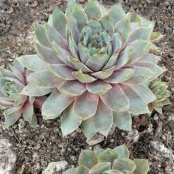 Silverine Sempervivum (Hens And Chicks)