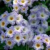 Simply Scentsational® Heliotrope Plant -Annual Plants Popular Shop simply scentsational heliotrope 872 detail