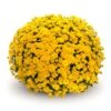 Belgian Mum® Sinelli Yellow Plant 2 Belgian Mum® Sinelli Yellow Plant -Annual Plants Popular Shop sinelli yellow belgian mum 2171 detail