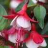 Skyrocket Fuchsia Plant -Annual Plants Popular Shop skyrocket fuchsia plant 1410 detail