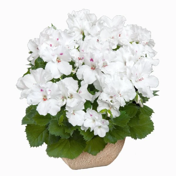Aristo® White Regal Geranium Plant 3 Aristo® White Regal Geranium Plant