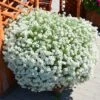 Snow Princess® Lobularia Plant 2 Snow Princess® Lobularia Plant -Annual Plants Popular Shop snow princess lobularia plant 415 detail