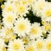 Snowy Igloo Perennial Mum Plant -Annual Plants Popular Shop snowy igloo perennial mum plant 483 detail