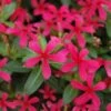 Soiree® Kawaii Red Shades Catharanthus -Annual Plants Popular Shop soiree kawaii red shades catharanthus 735 detail